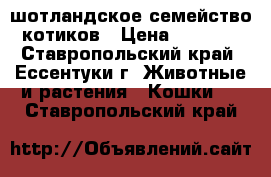 шотландское семейство котиков › Цена ­ 1 000 - Ставропольский край, Ессентуки г. Животные и растения » Кошки   . Ставропольский край